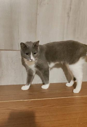 Миниатюрная кошечка ищет дом