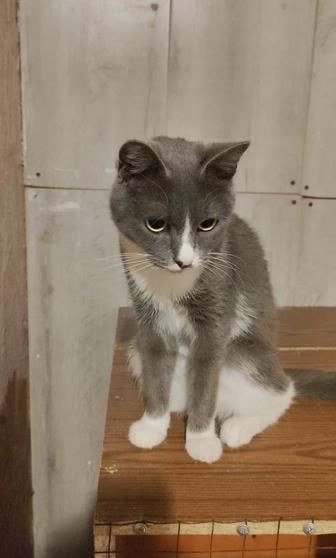 Миниатюрная кошечка ищет дом