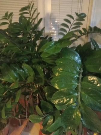 Продам цветок в офис