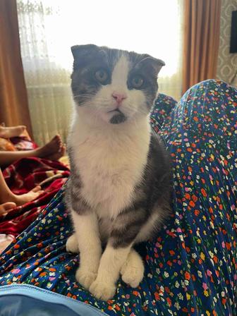 Котенок