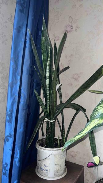 Цветок Тещин язык .