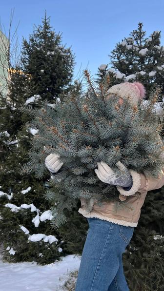 Новый год подарки Ветки голубой ели елки для оформления новогоднего