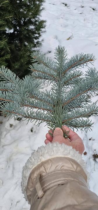 Новый год подарки Ветки голубой ели елки для оформления новогоднего