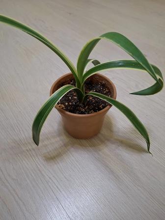 Кактус с длинными зелено-белыми листьями