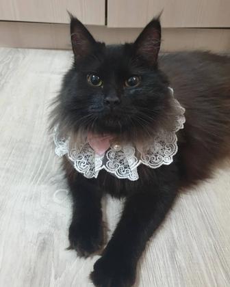 Ищет семью кошка девочка!