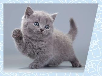 Передержка кошек, и других мелких животных