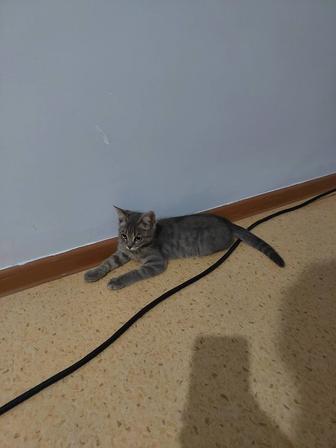 Котенок Мальчик 3 месяцев есть доставка