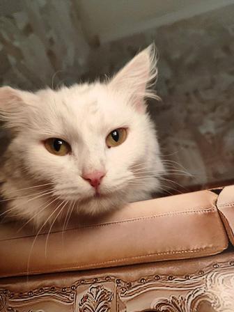 Котик ищет дом!