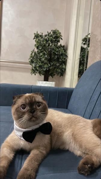 Пропал кот