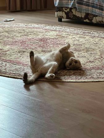 Отдам кошку в хорошие руки