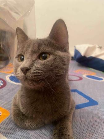 отдам котенка в связи с переездом