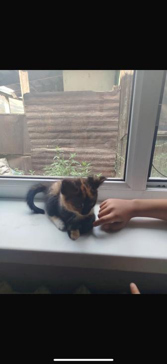 Отдадим котят черныш и рыжик ищут себе родителей!