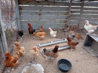 Продаю курей домашних