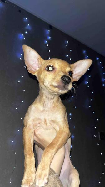 Продам собаку чихуахуа