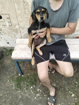 Отдам щенят в добрые руки