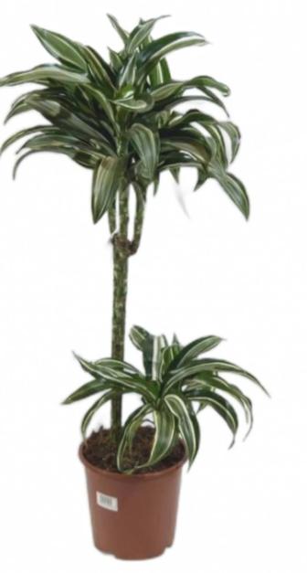 Домашние цветы