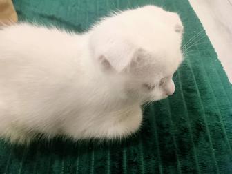 Белый вислоухий котенок