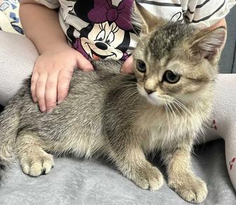 Продам британскую шиншиллу. Котенок