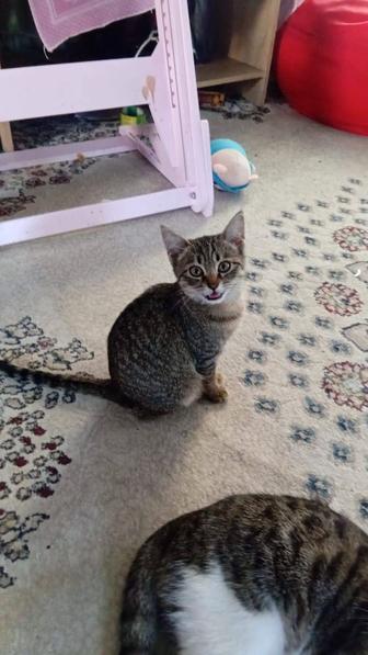 В добрые руки котенок