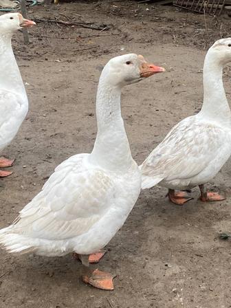 Продаются домашние птицы