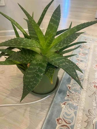 Комнатный цветок