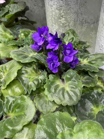 Фиалки разные