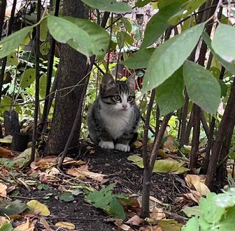Отдадим котят в добрые руки