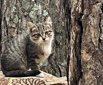 Отдадим котят в добрые руки