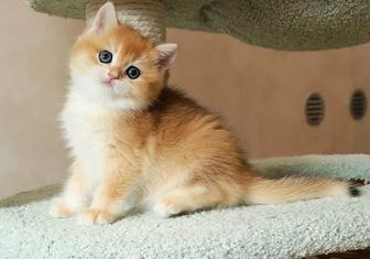 Продажа золото шиншилл котят!