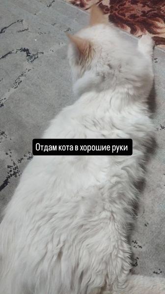 Отдам кота в хорошие руки