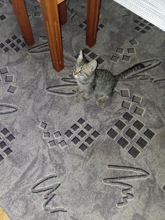 Продается котенок