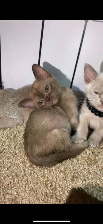 Бурманская кошка