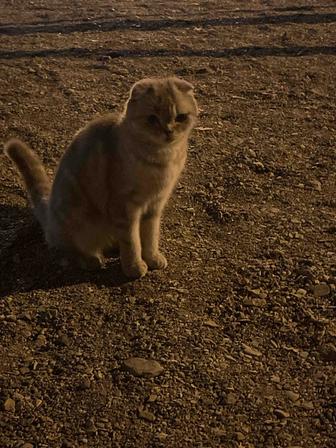 Отдам бесплатно котят