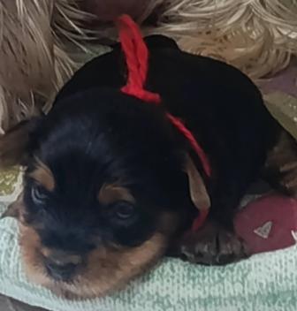 Мини щеночки Йоркширского терьера.