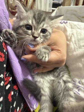 Котенок в добрые руки девочка 2 мес