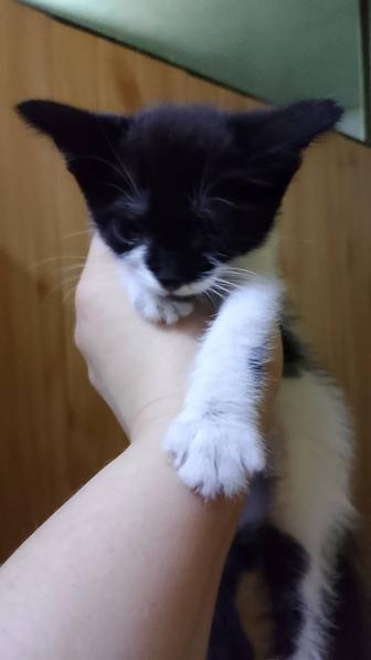 Дарю котят