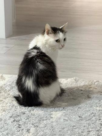 Кошечка ищет дом