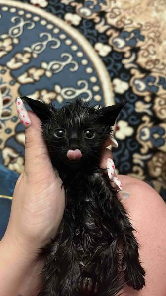Отдам котенка в добрые руки,3 недели, кушает не всё,в лоток ходит.
