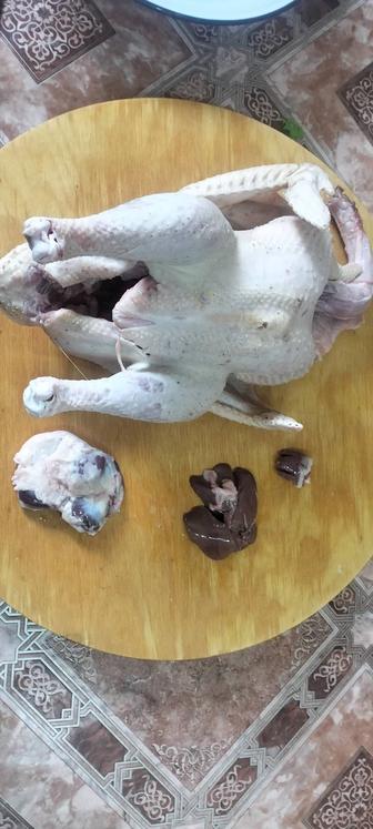 Ассаламуаликум ундуктер мен каздар бар заказ бен сойылады