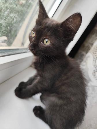 Отдам котенка