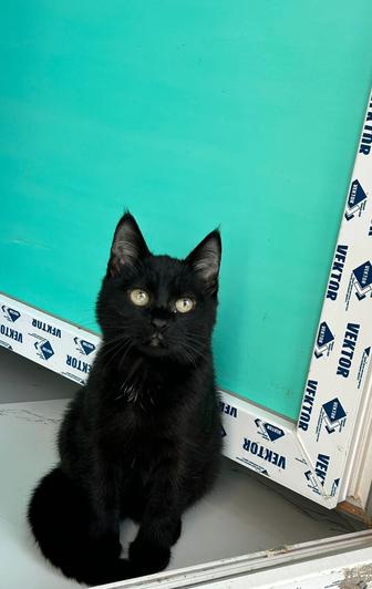 Котенок