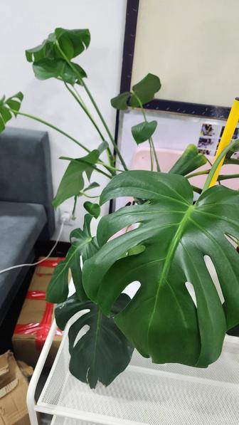 Цветок растение Монстера