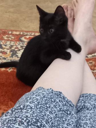 Отдам котенка в хорошие руки