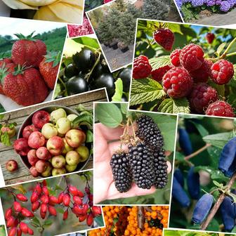 Питомник растений /саженцы плодовых, декоративных и хвойных растений