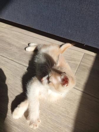 Отдам в хорошие руки котенка