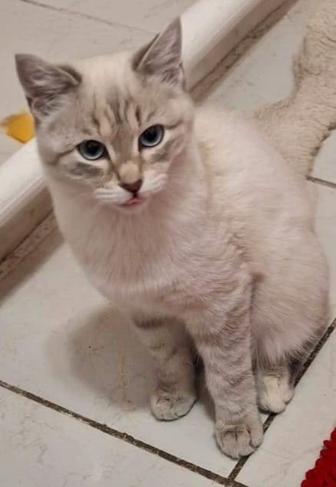 Отдам котят 5 мес