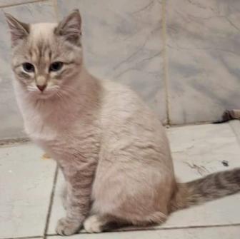 Отдам котят 5 мес