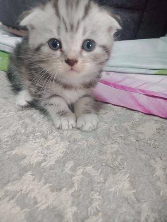 Продам котят британской вислоухой кошки