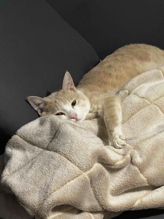 Котоняня