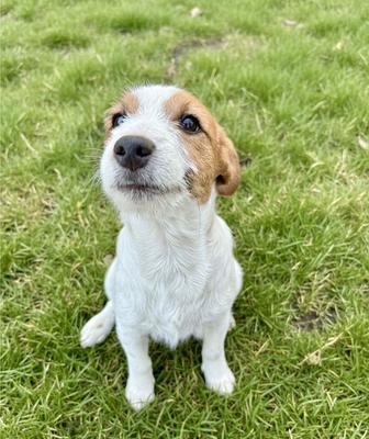 Щенок Джек Рассела, девочка